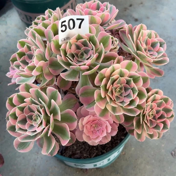 507女巫22厘米左右