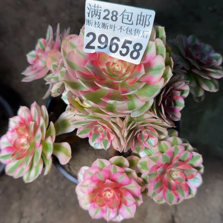 29658南倾城有干吧多肉