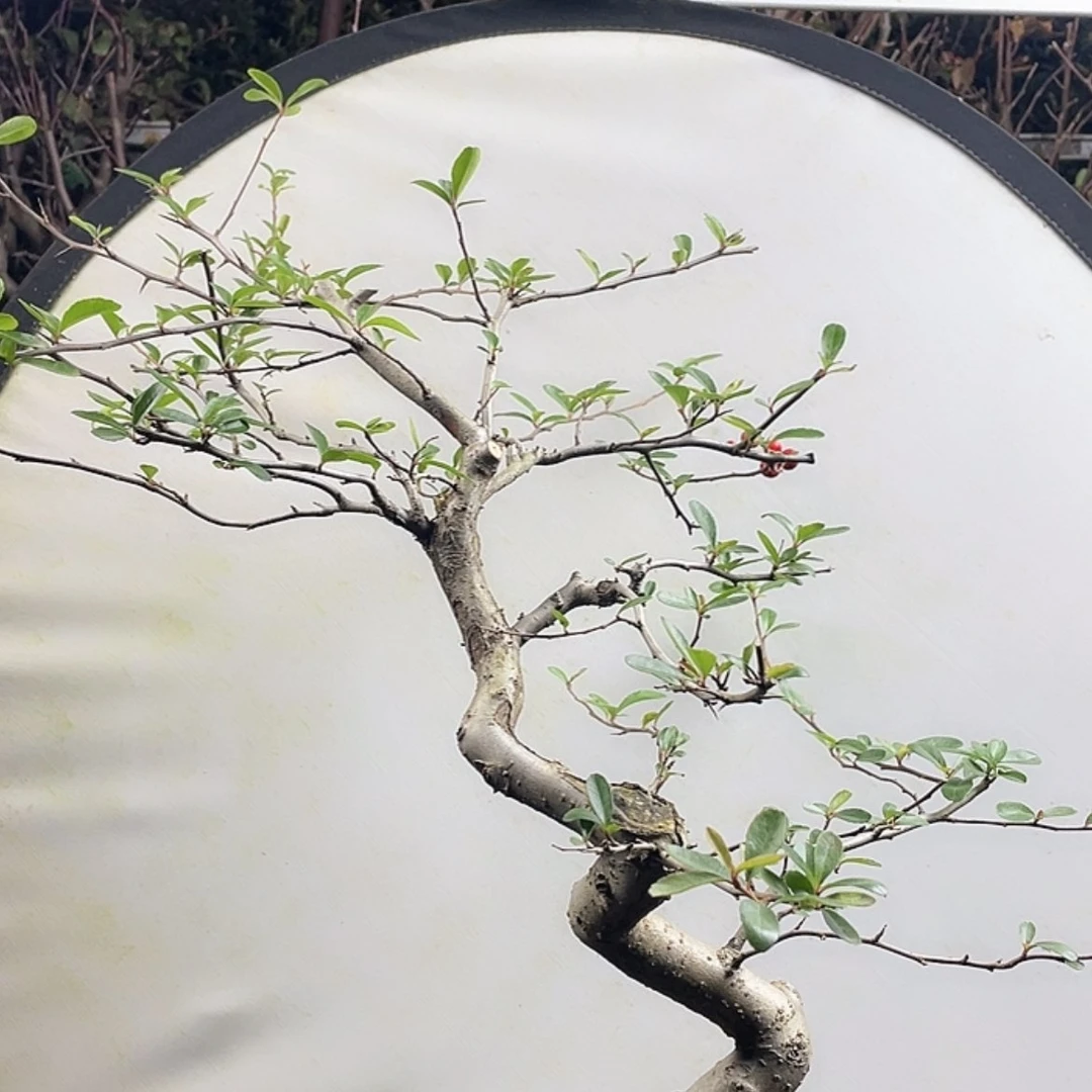 【闪购商品】无花朵006