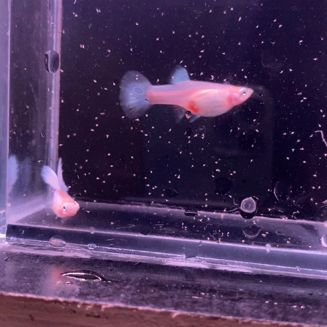 孔雀鱼紫霞仙子一对