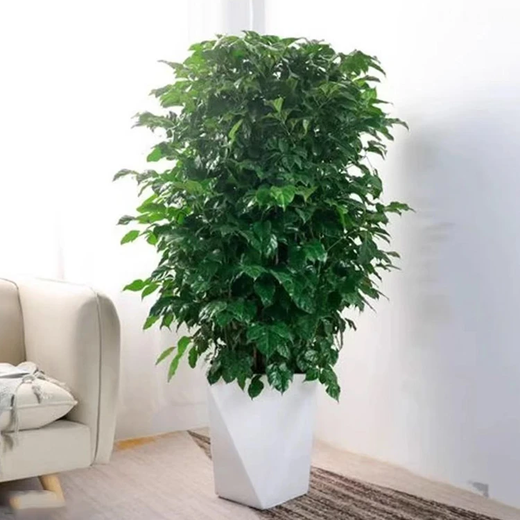 @1米-1.2米-（优选苗）丛生幸福树--大苗控根严选好养室内观叶绿植