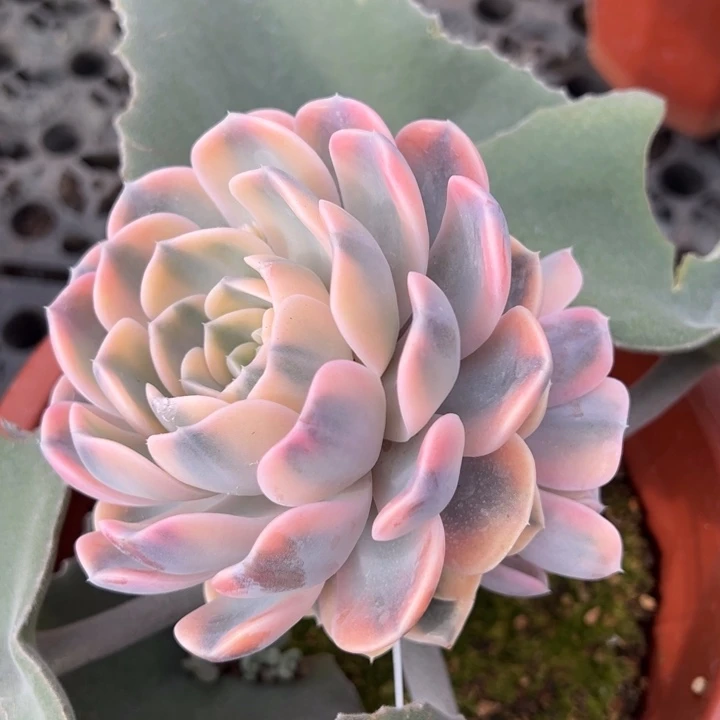 汉堡锦一物一拍锦龙