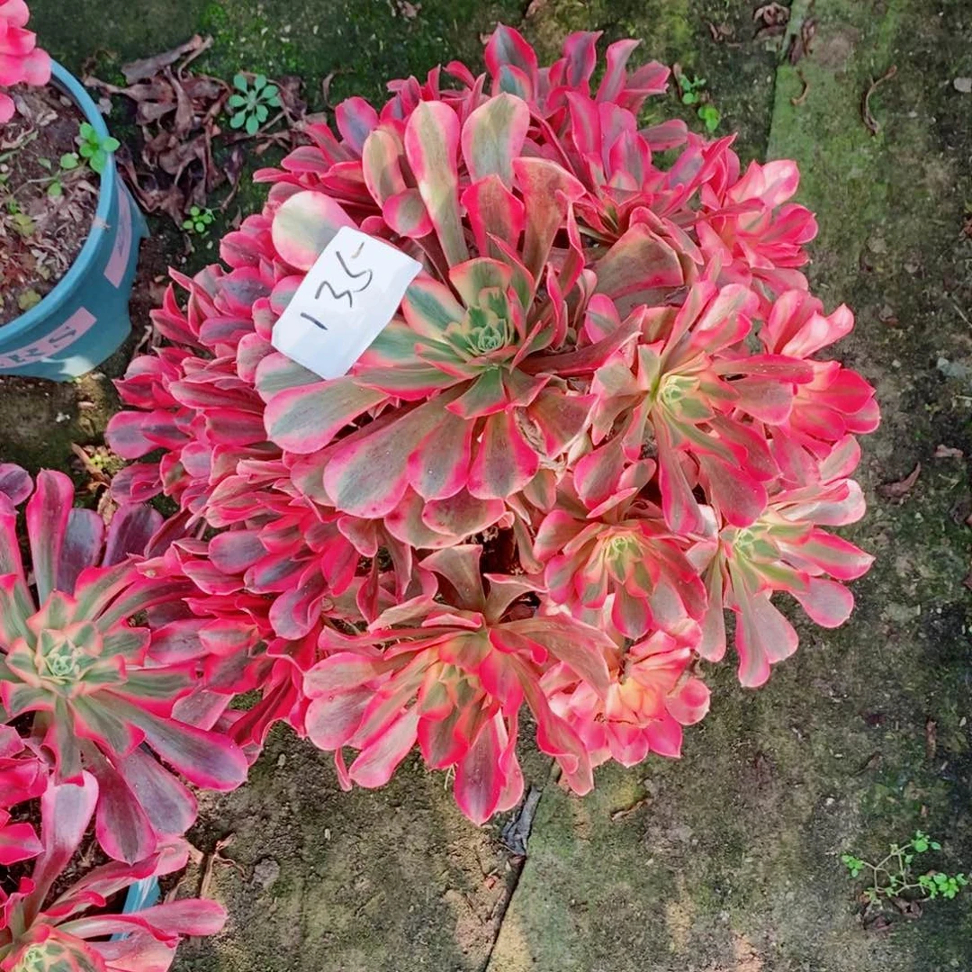 完全开放135号粉体美杜莎多肉