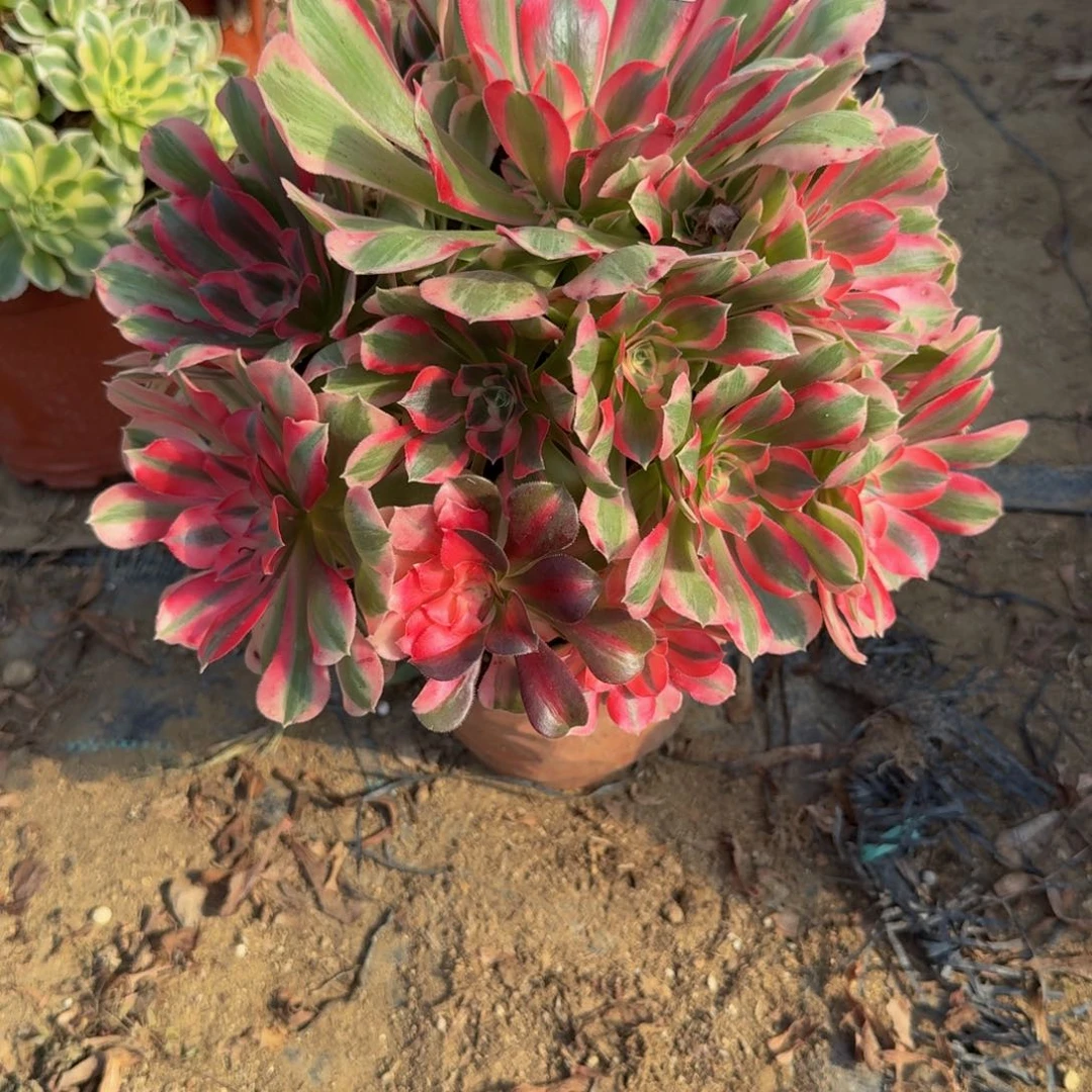 274布加迪。多肉植物