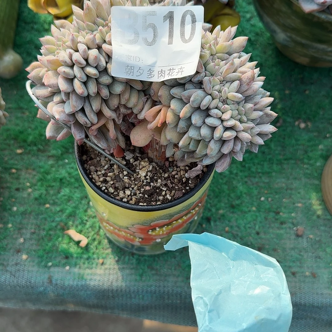 雨***奏星影缀化底部平切