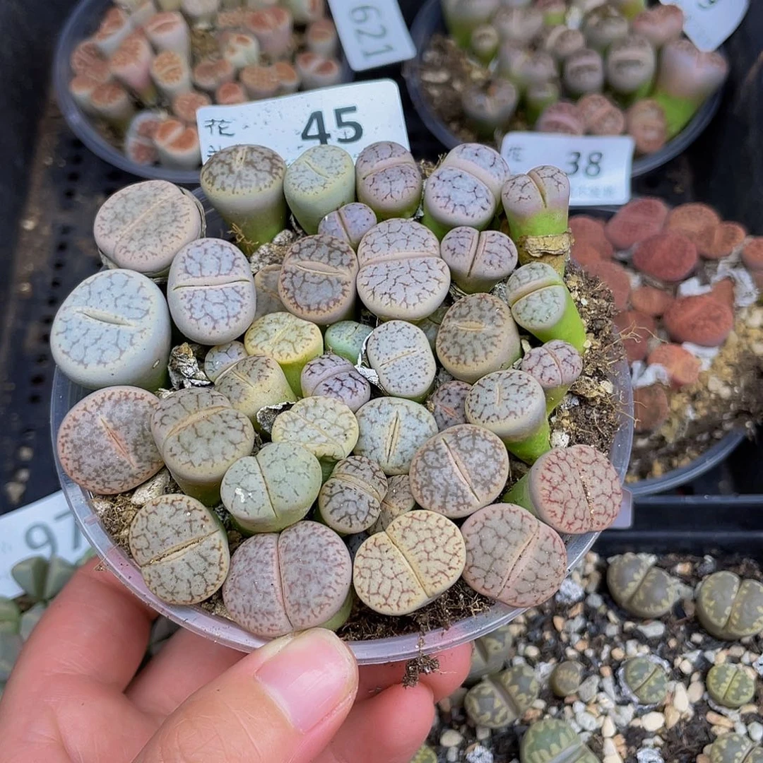 450000000000花花花花花花花