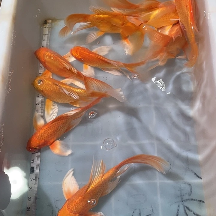 蝴蝶鲤鱼渔场直发39