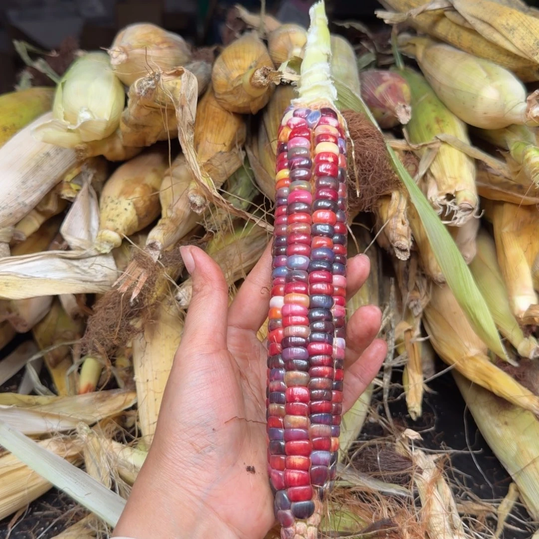 三***半柏香籽/百香籽吊坠