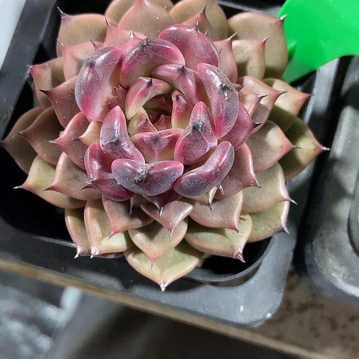 多肉植物荆酱玫瑰630