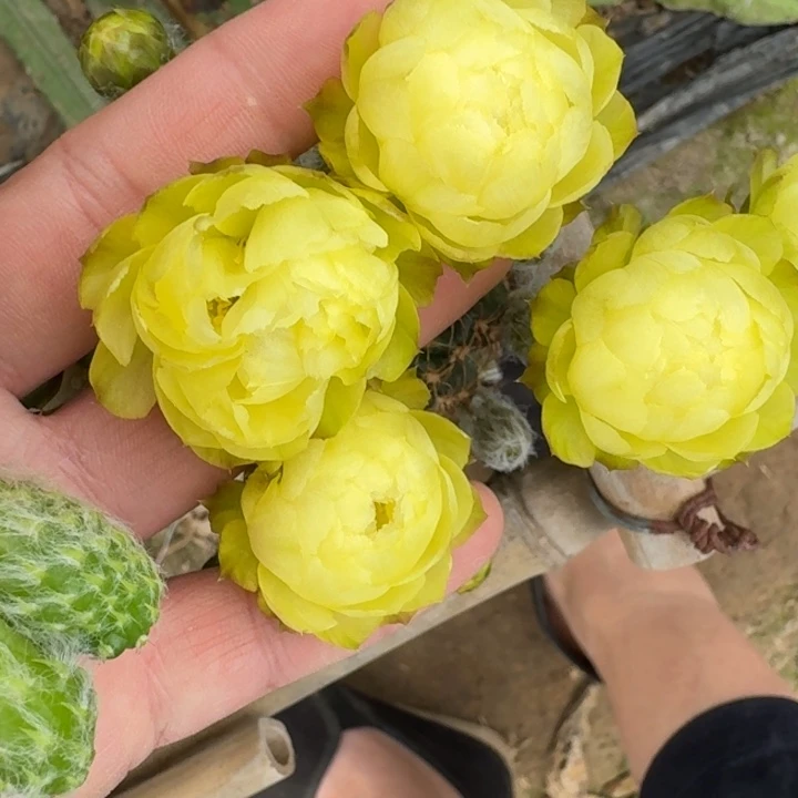 208丽黄水晶无根侧牙歪2到3公分左右，20包邮