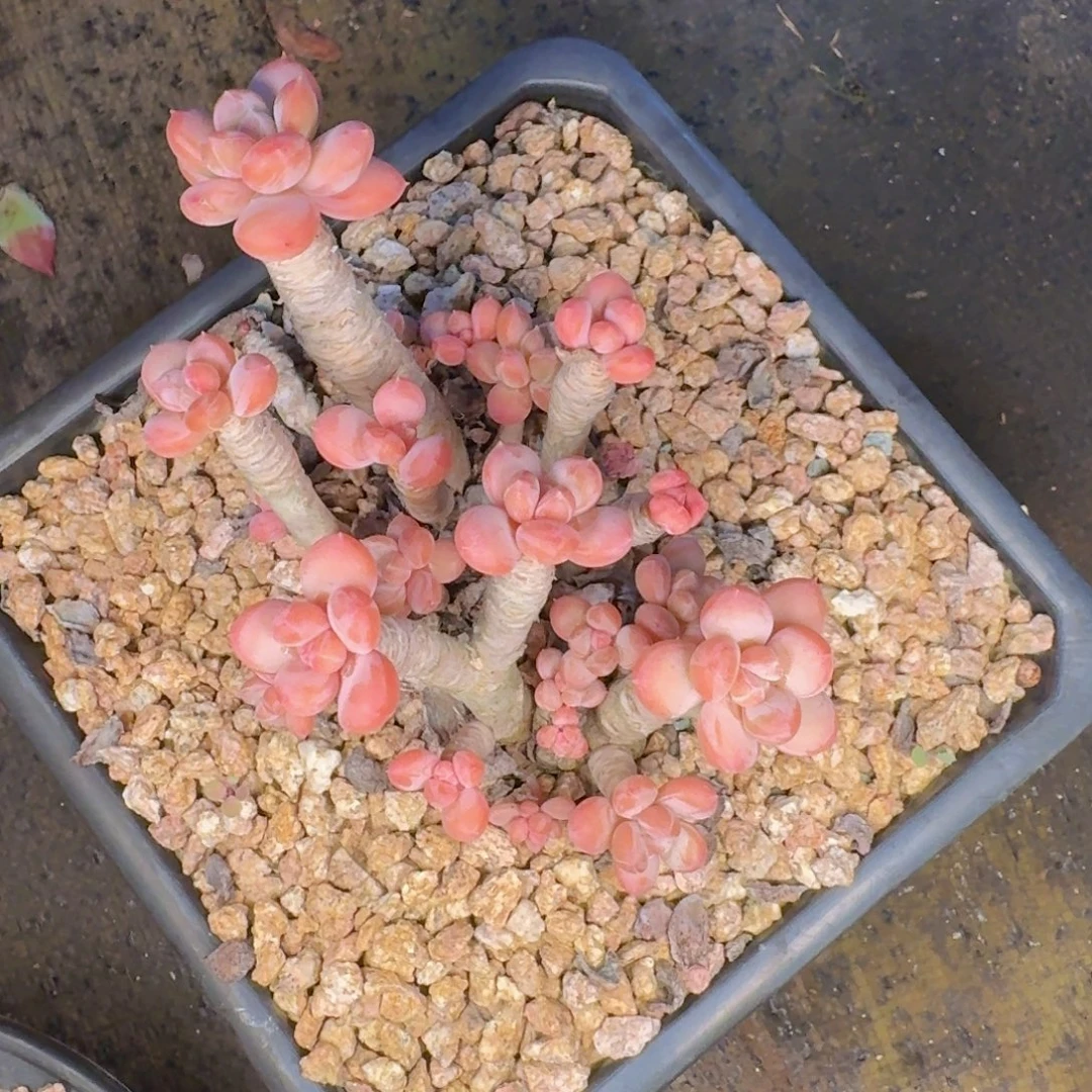 你***子多肉植物的生长发育和生长