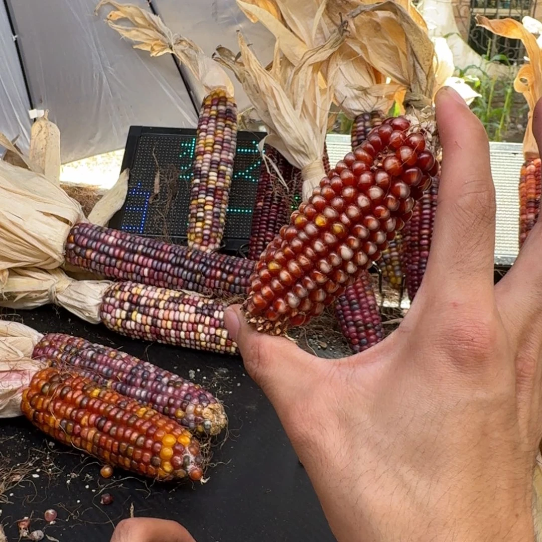 米***夏吊坠柏香籽/百香籽