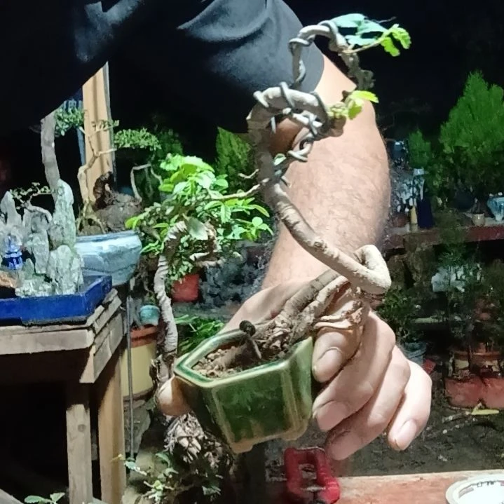 完全开放小叶榆树造型老桩