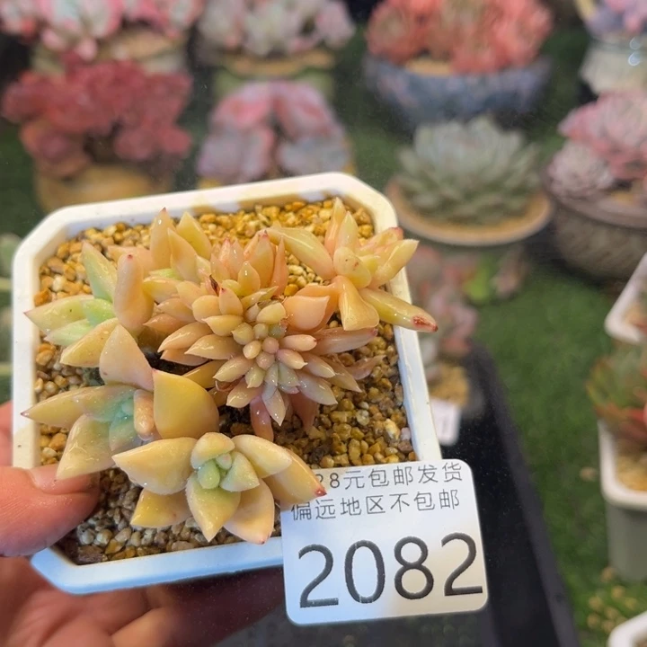 大2082:。vzczvxvvvb