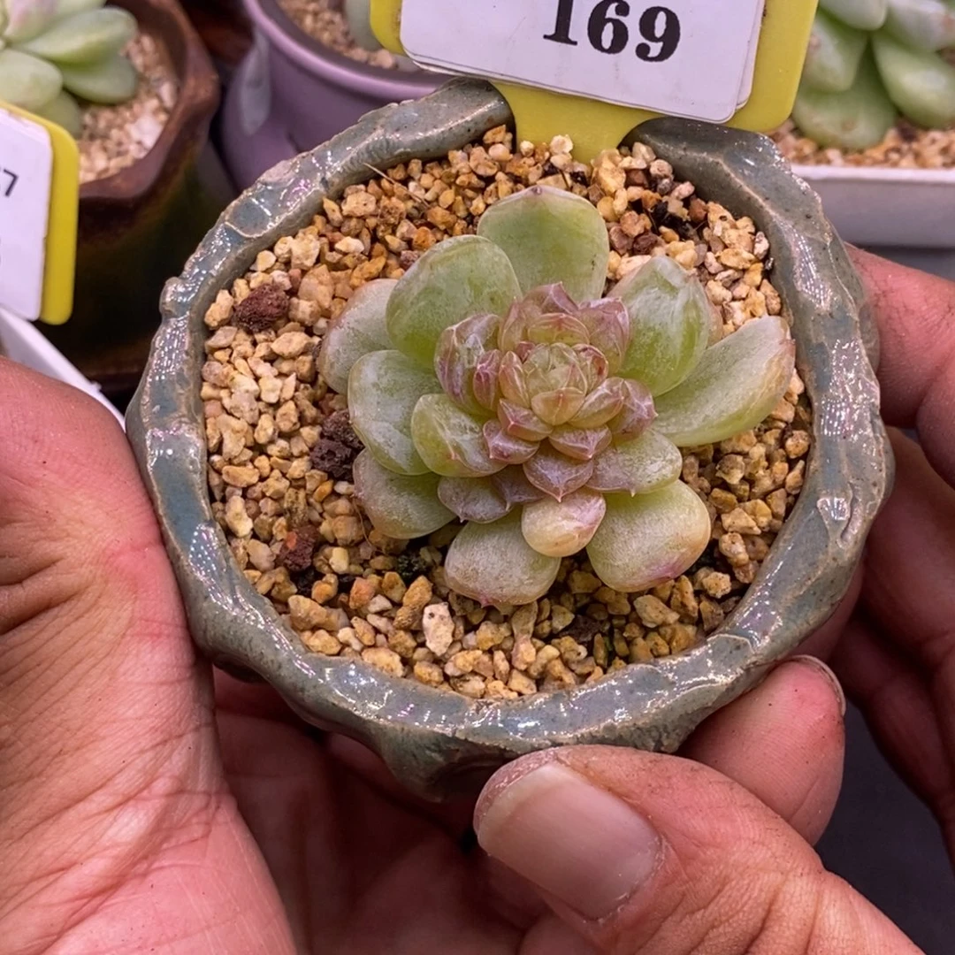 7169白恋变异锦，心满锦