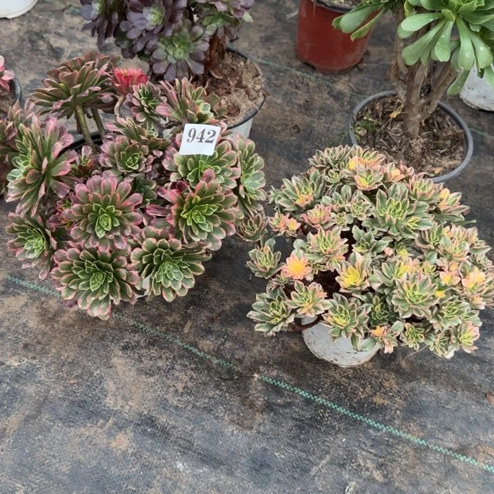 942朝霞➕甜茶包邮。