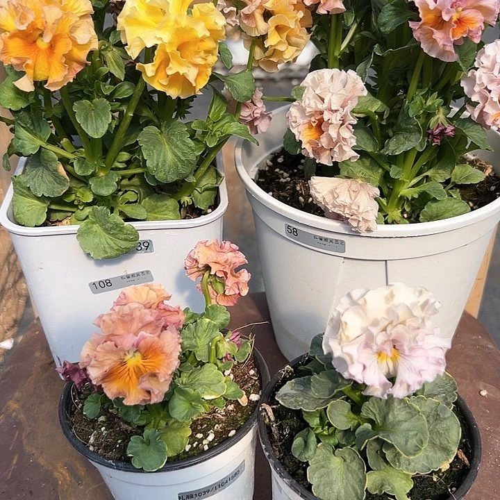 木抖音直播闪拍122/123