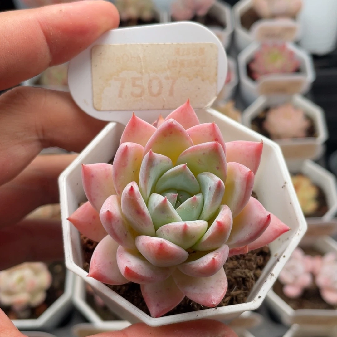 粉蓝鸟7507-6厘米