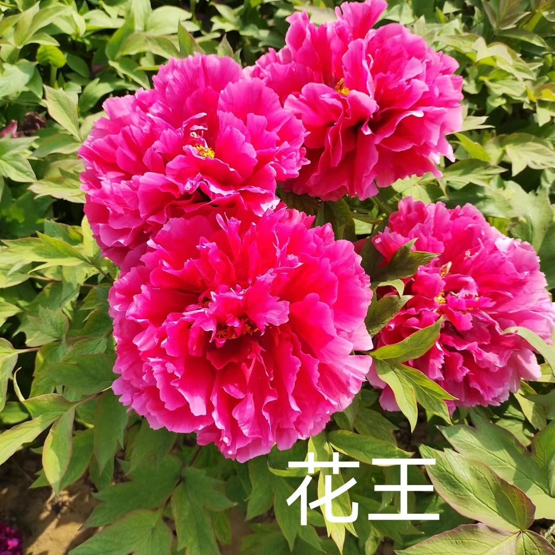 【花王】红色系大花，菏泽基地直销
