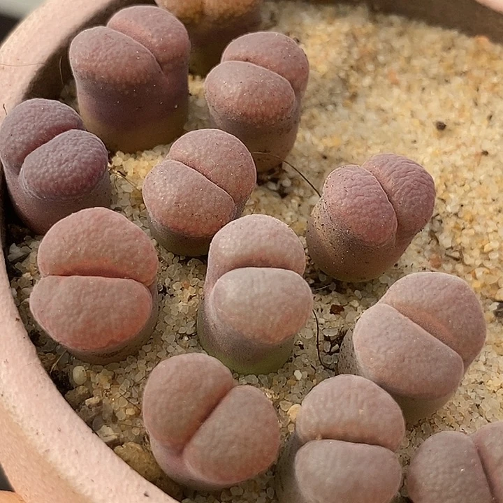 3517流沙风铃样本一颗