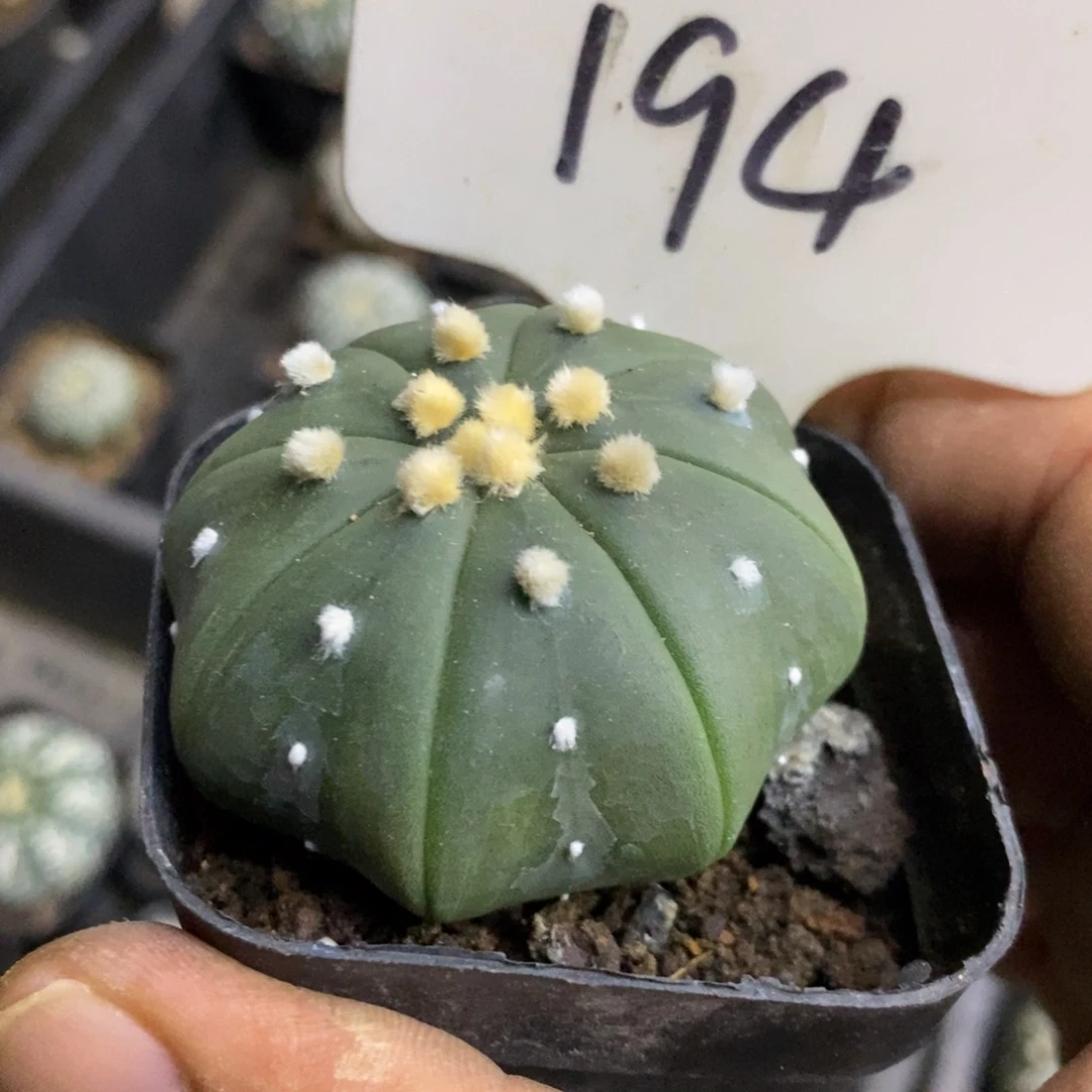 194福利特价来了打