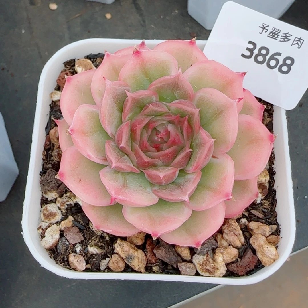水晶虾饺，3868多肉植物