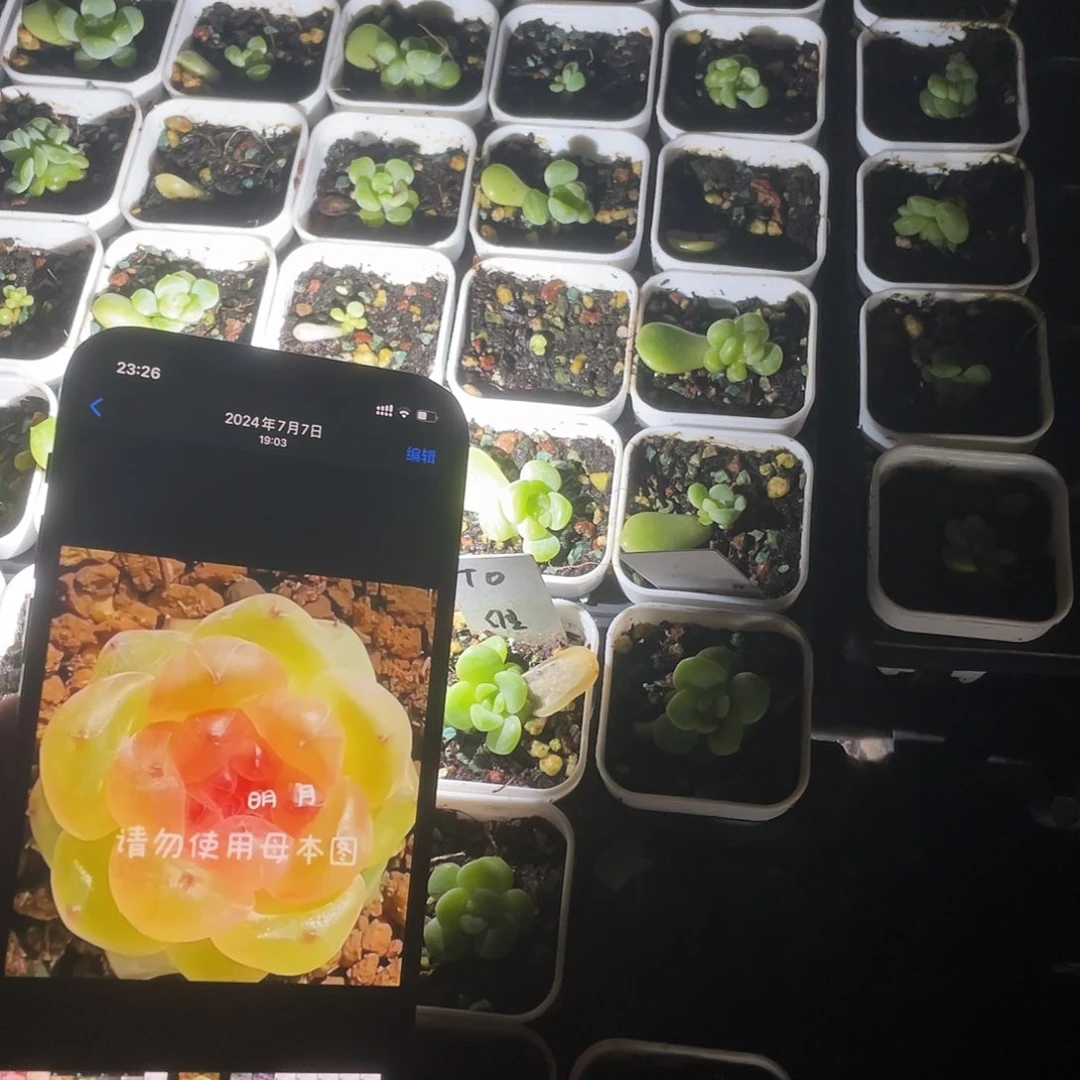 T0果冻甜心中苗盆外棚一个满25包邮