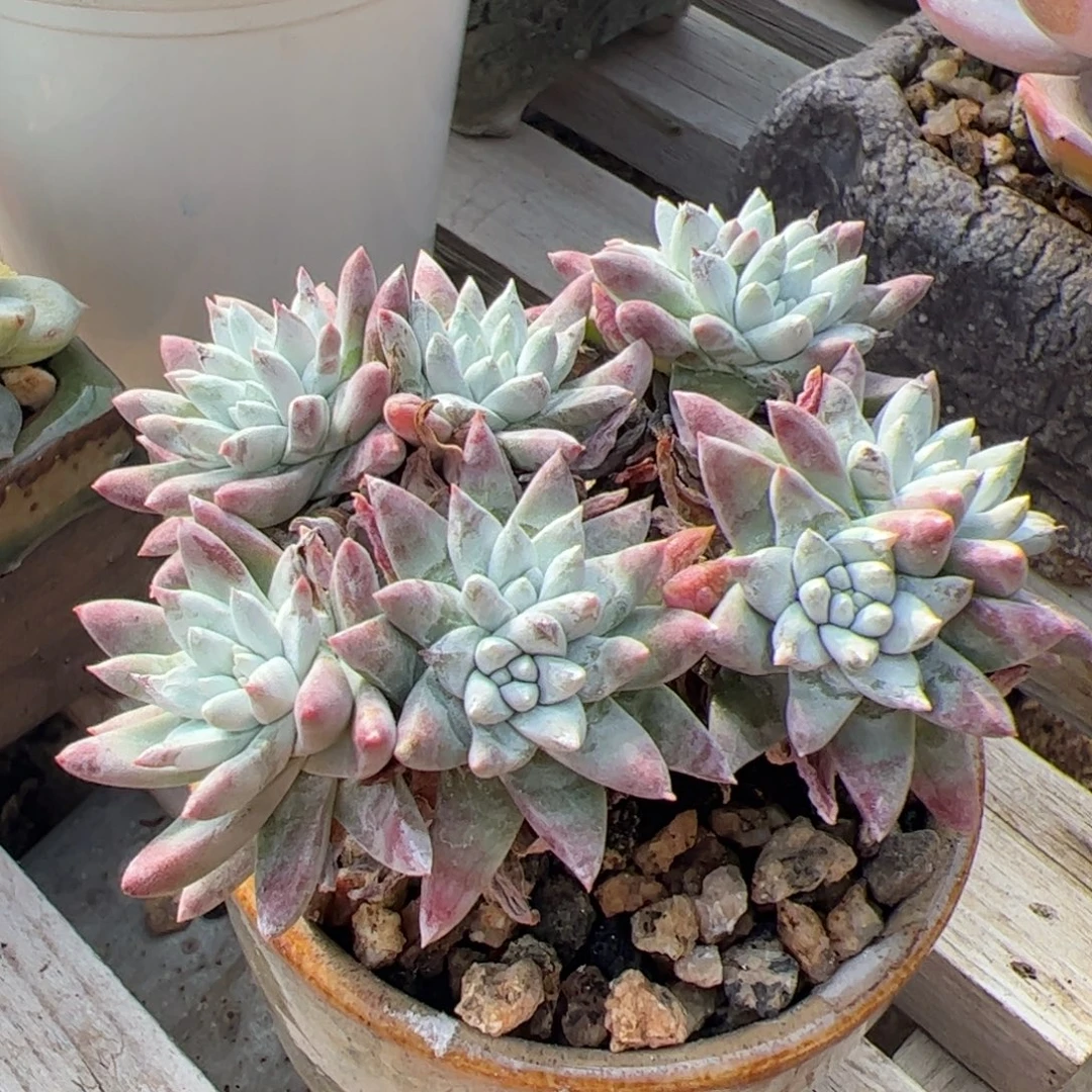 白菊小群多肉植物