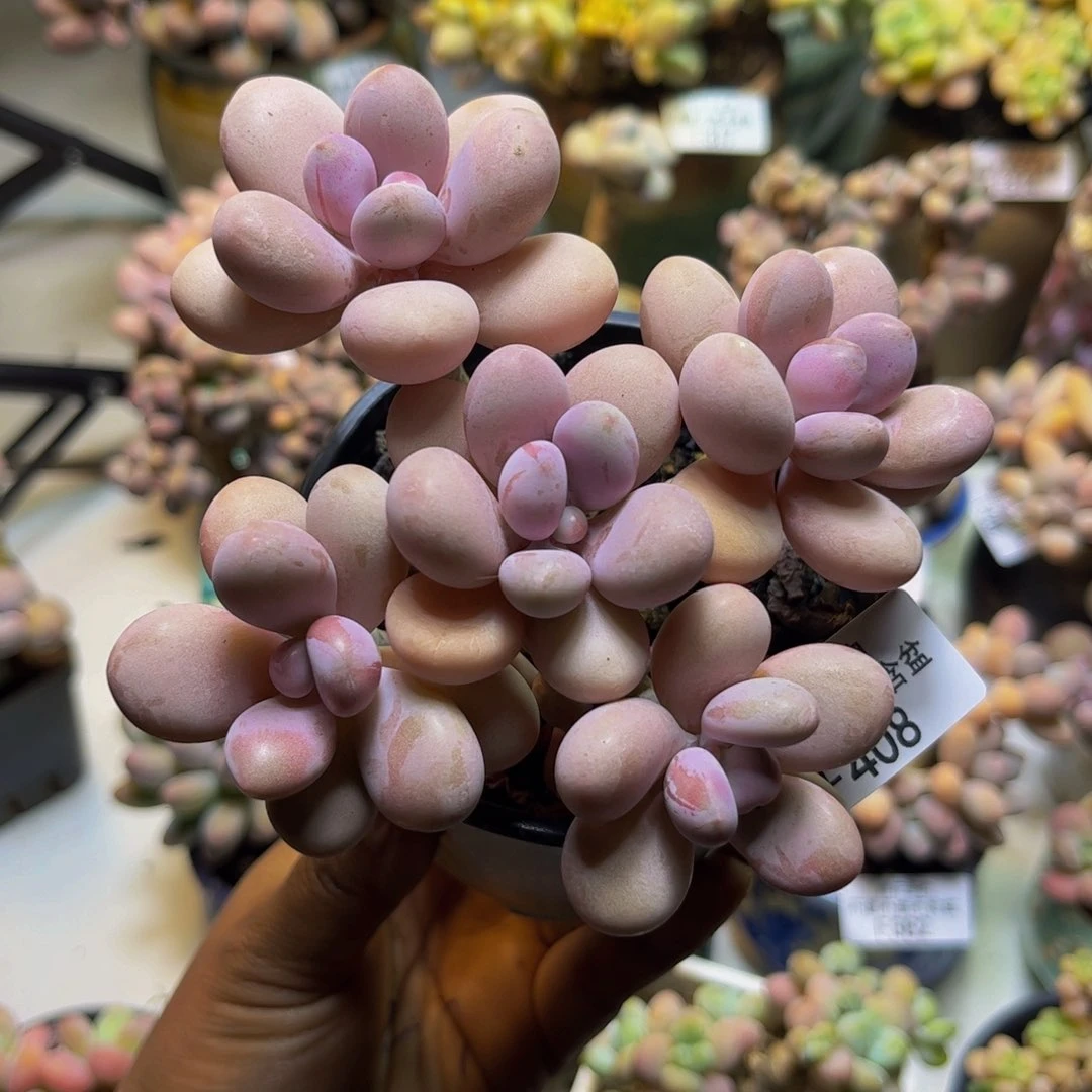 糖果桃蛋408/10cm多肉