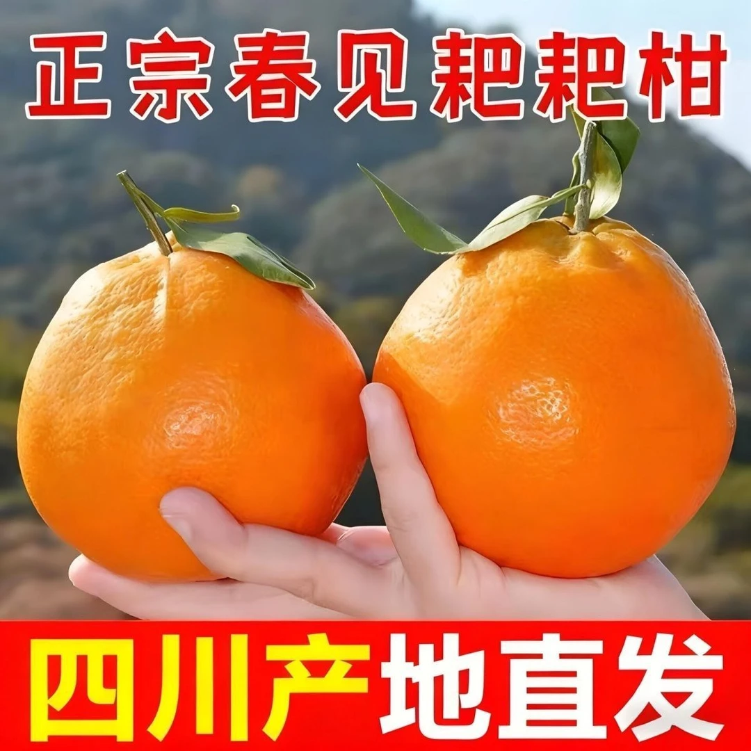 【四川爆浆耙耙柑】四川正宗四川爆浆春见耙耙柑自然成熟新鲜采摘