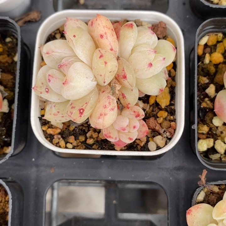 白泽。11111111112.28