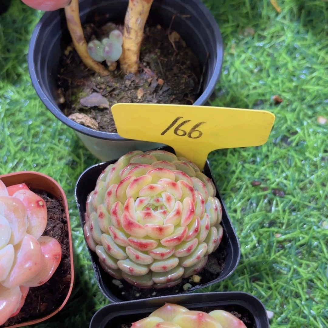 ❥****࿐我的小可爱们都好可爱