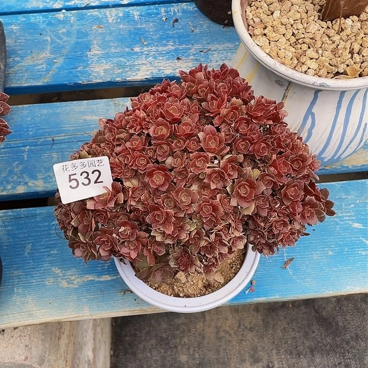 532号玫瑰朵朵有伤