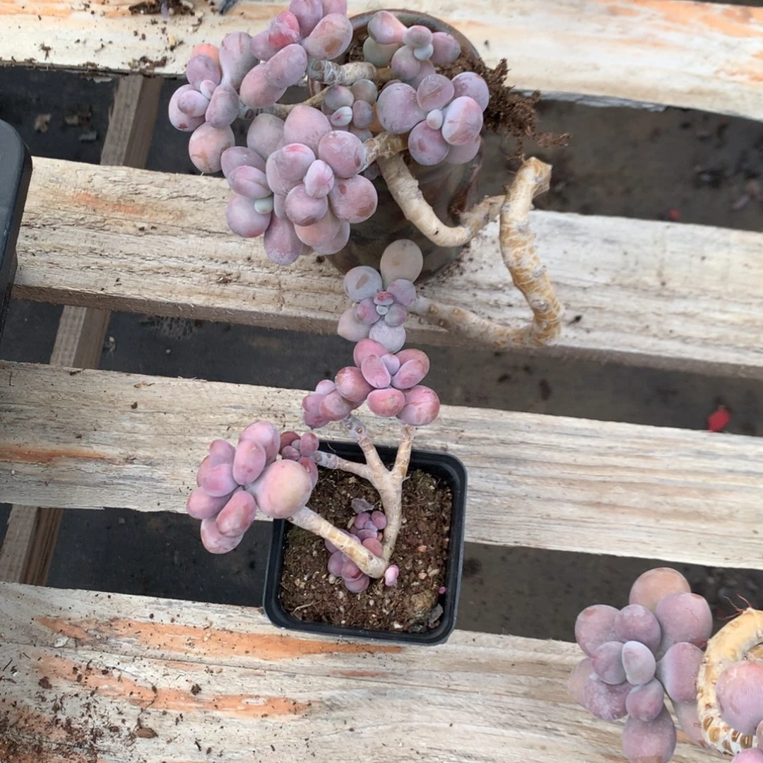 至***』桃蛋老桩两颗不带盆35号