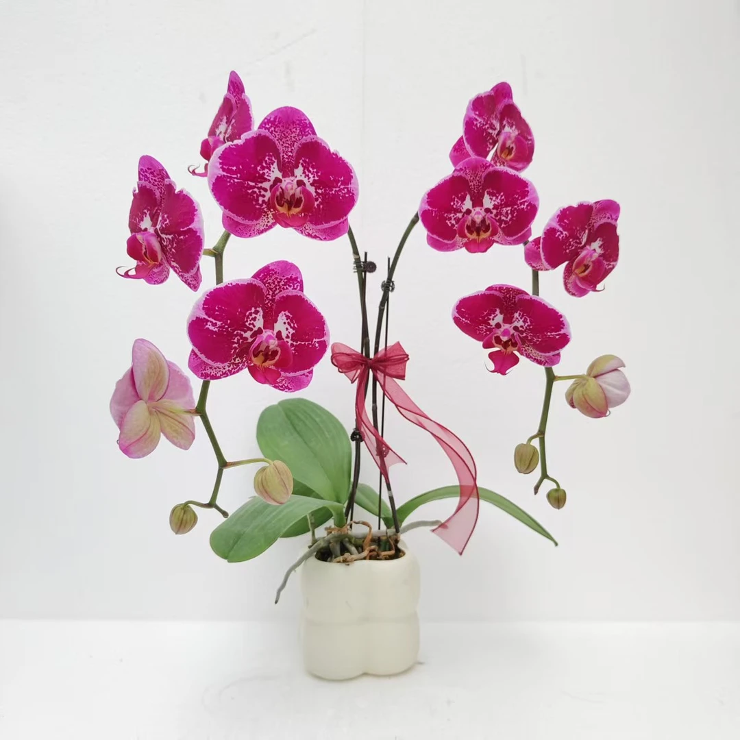 【大财主】蝴蝶兰室内种植观赏送礼带花发货