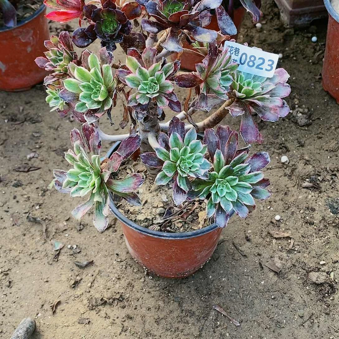 823号20元包邮不包断枝