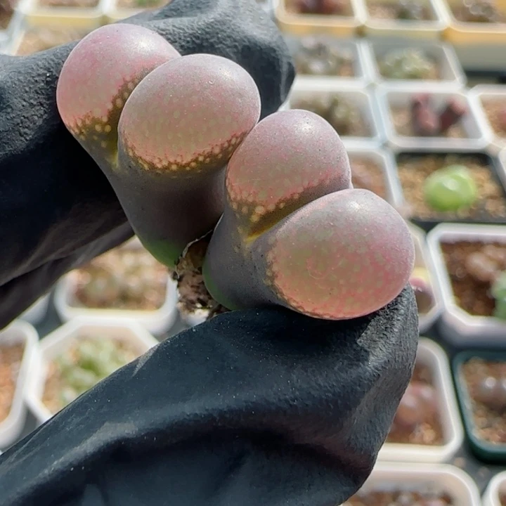 多肉植物风铃一颗29号