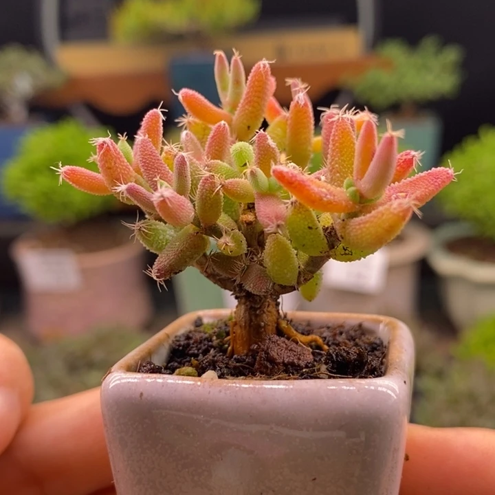 无花朵17实生玉米