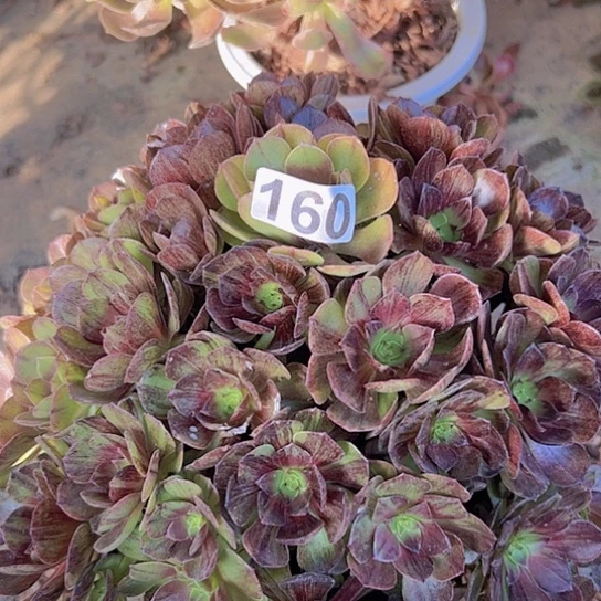 罗***玉多肉植物一个墨染