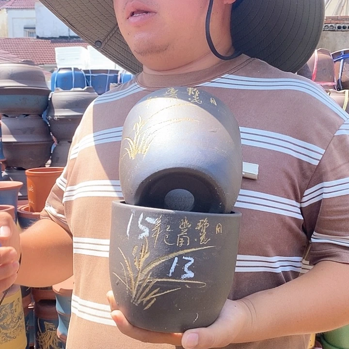 紫砂花盆盆栽植物