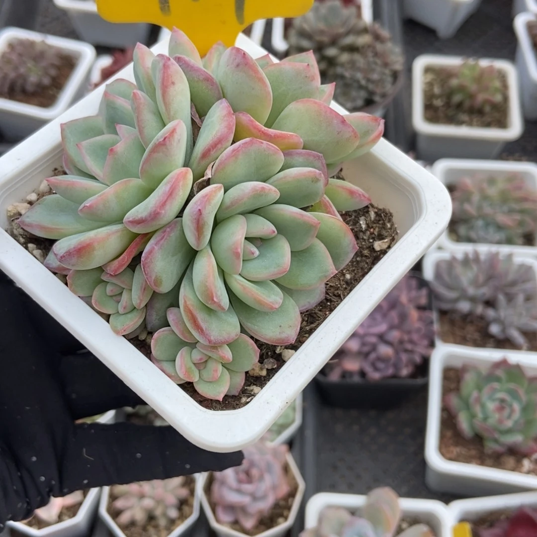 919泡芙多肉植物多肉
