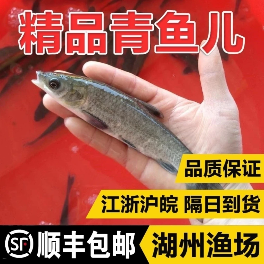 浙江青鱼淡水养殖食用活体黑皖鱼灰草鱼冷水鱼螺蛳青鱼顺丰包邮