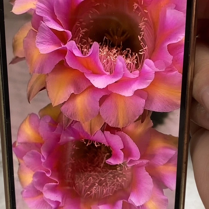 彩草2528号侧芽3公分左右