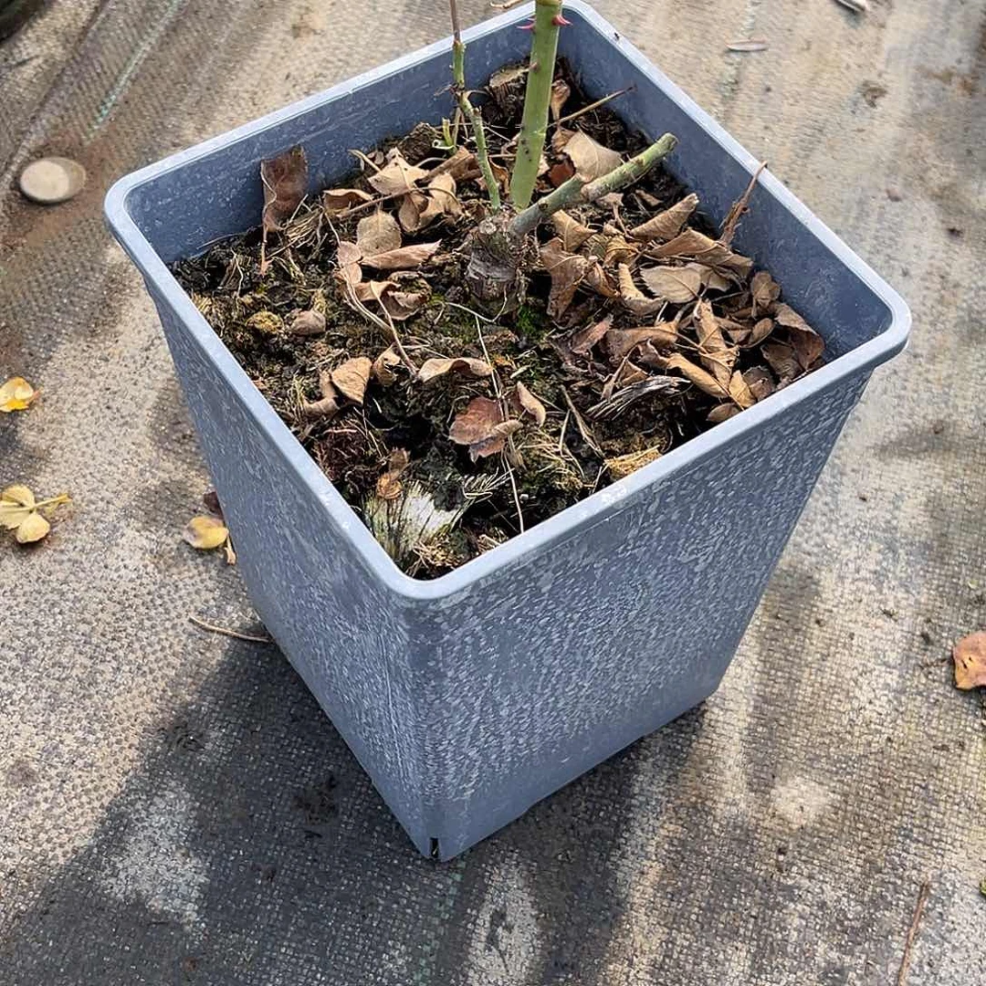 ✿***✿无花朵——-温莎古堡 福利了