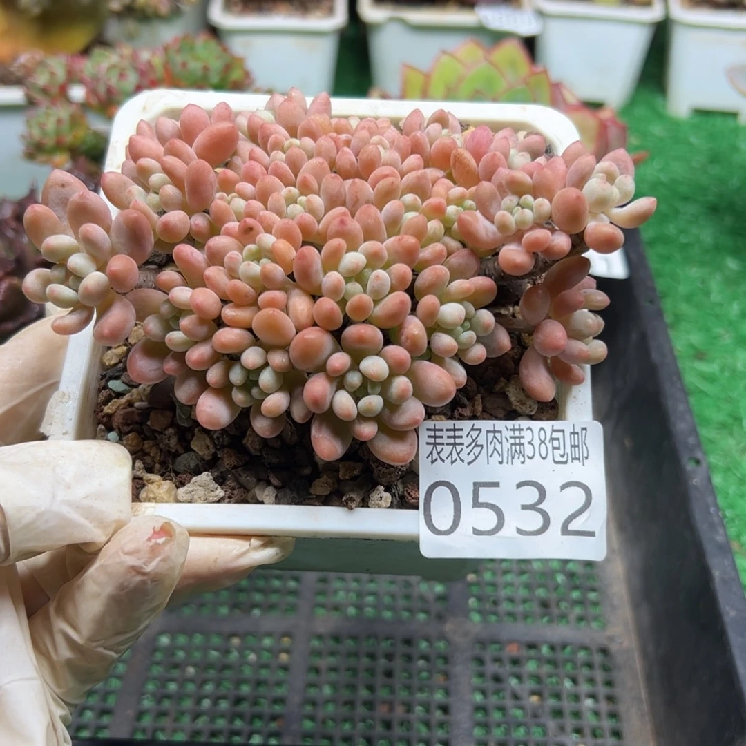 无花朵多肉一物一拍植物0532