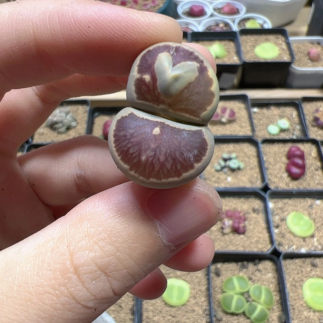 【闪购商品】19 菊