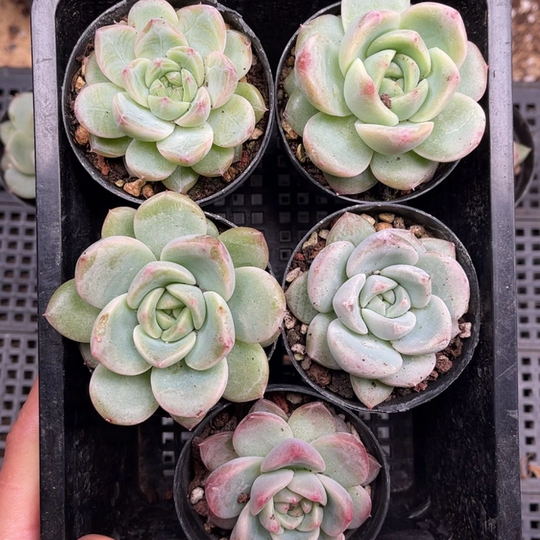 多肉一物一拍26-212