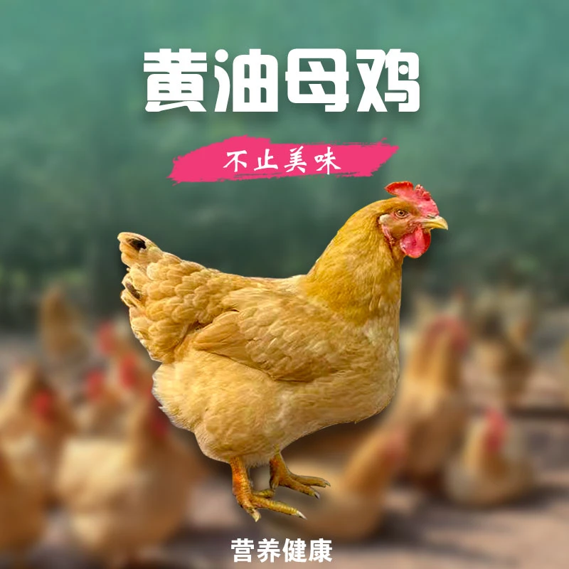 山林散养走地鸡黄油母鸡肉质香嫩多汁新鲜现发孕妇必吃家常
