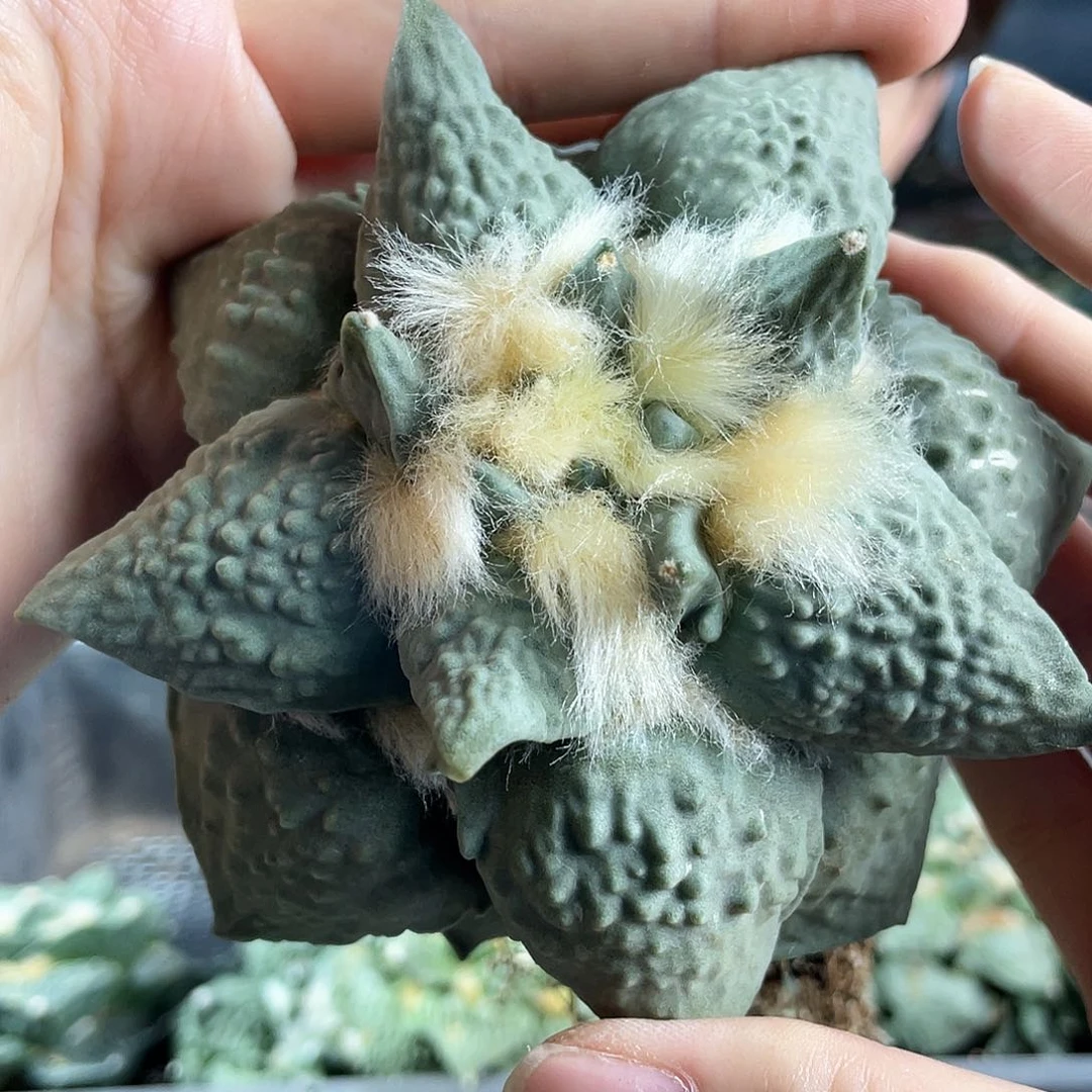 1号11cm自根宽尤龙鳞怒涛