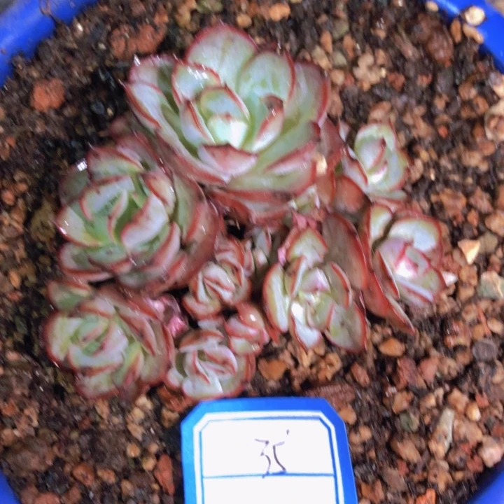 【闪购商品】章*豆1花